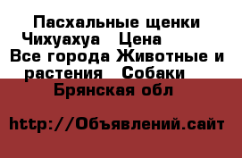 Пасхальные щенки Чихуахуа › Цена ­ 400 - Все города Животные и растения » Собаки   . Брянская обл.